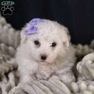 Bella, Bichon Frise Puppy